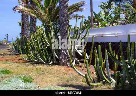 Landscaped cactii beds on the sea front at Playa De Las Americas inTeneriffe in the Canary Islands Stock Photo