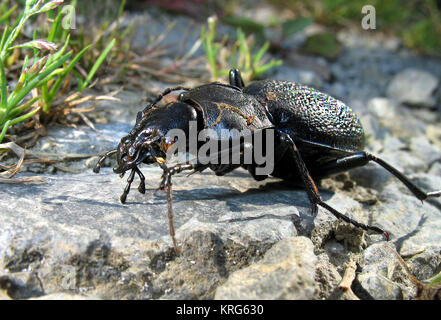 leather beetles,black,carabus coriaceus Stock Photo