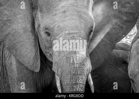 Close up of an Elephant head in black and white. Stock Photo