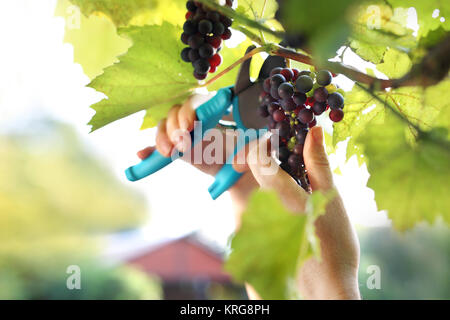 summer harvest of ripe grape bunches Stock Photo