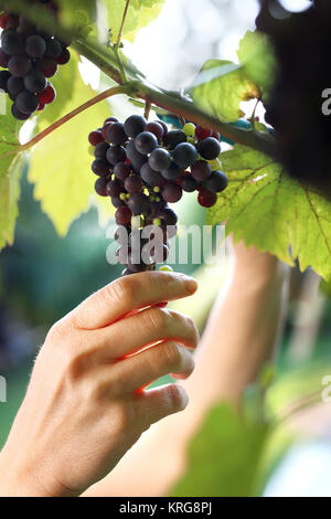 summer harvest ripe bunches of grapes Stock Photo