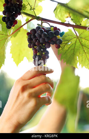 summer harvest of ripe grape bunches Stock Photo