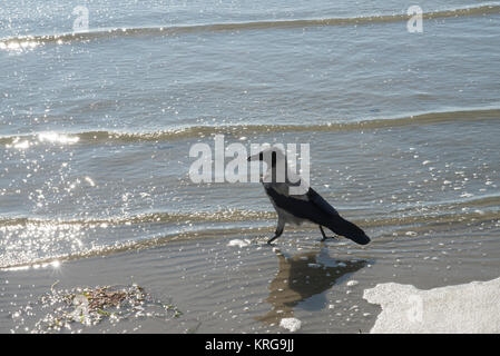 Hooded crow (Corvus cornix) on beach area, Parnu (Pärnu), south west Estonia in the Gulf of Riga Stock Photo