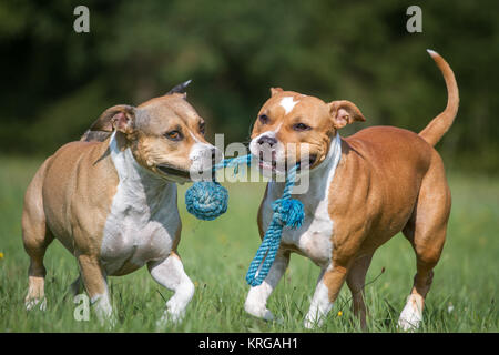Playing dogs Stock Photo