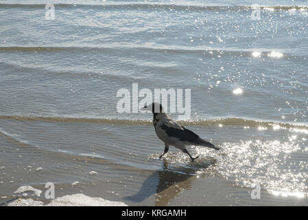 Hooded crow (Corvus cornix) on beach area, Parnu (Pärnu), south west Estonia in the Gulf of Riga Stock Photo