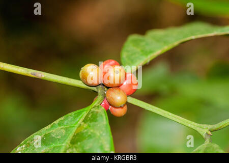 Coffee beans (fruits) on plants in Sri Lanka Stock Photo