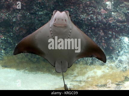 Atlantic Cownose Ray (Rhinoptera bonasus ) in closeup Stock Photo