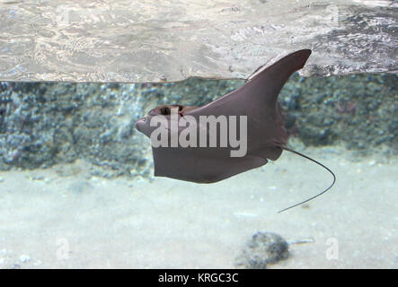 Atlantic Cownose Ray (Rhinoptera bonasus ) in closeup Stock Photo