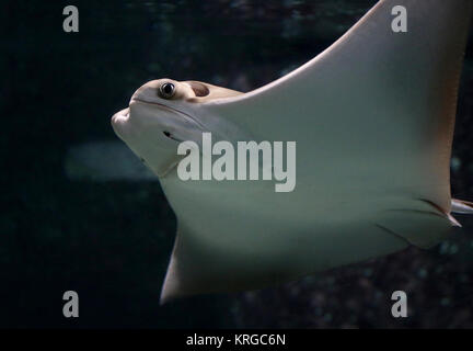 Head of an Atlantic Cownose Ray (Rhinoptera bonasus ) in closeup Stock Photo