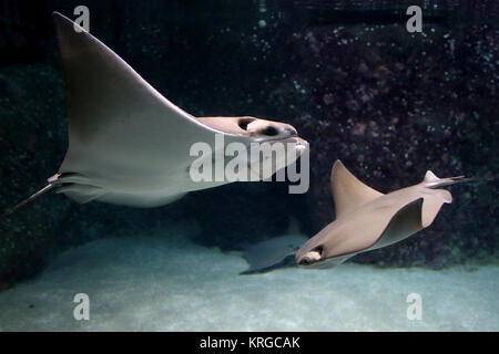 Pair of Atlantic Cownose Rays (Rhinoptera bonasus ) swimming in closeup Stock Photo