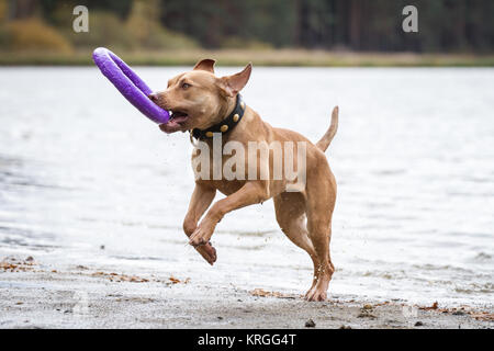 Working Pit Bulldog playing with a puller toy in the water on a cloudy autumn day Stock Photo