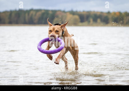 Working Pit Bulldog playing with a puller toy in the water on a cloudy autumn day Stock Photo