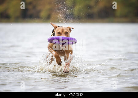 Working Pit Bulldog playing with a puller toy in the water on a cloudy autumn day Stock Photo