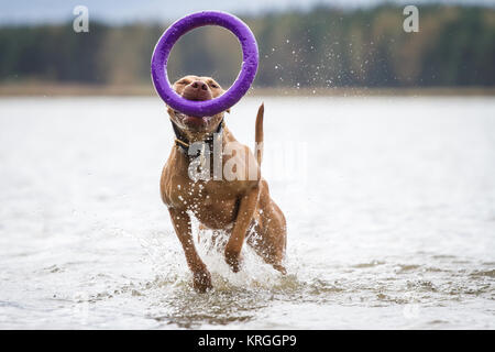 Working Pit Bulldog playing with a puller toy in the water on a cloudy autumn day Stock Photo