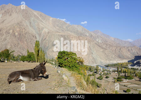 Donkey lying on the dry field in Turtuk with a view over the Shyok river, Nubra Valley, Ladakh, Jammu and Kashmir, India. Stock Photo