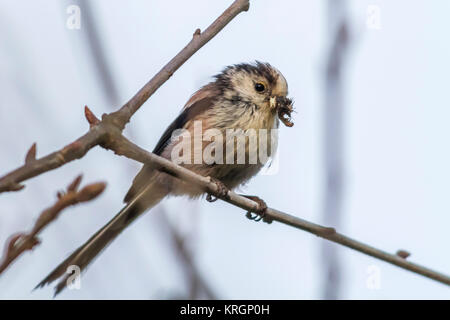 Eine Schwanzmeise sitzt auf einem Ast Stock Photo