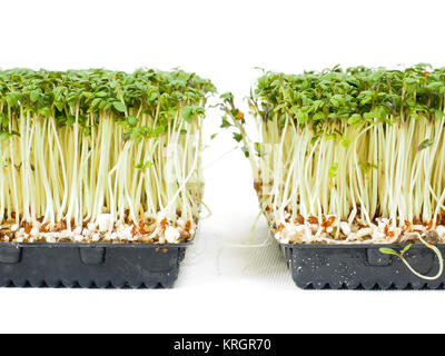 Watercress plants growing in a little black tray, towards white Stock Photo