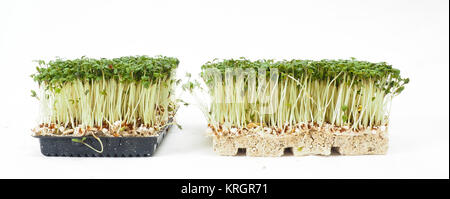 Watercress plants growing in a little black tray, towards white Stock Photo