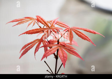 Acer palmatum in close up Stock Photo