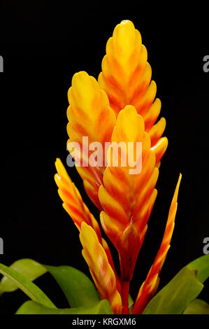 Bromeliad (Vriesea carinata) Stock Photo