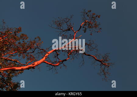 Madrone and Blue Sky Stock Photo