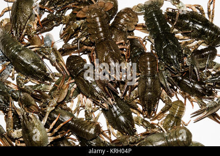 Alive crayfish isolated on white background. Stock Photo