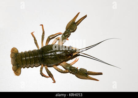Alive crayfish isolated on white background. Stock Photo