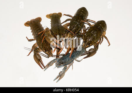 Alive crayfish isolated on white background. Stock Photo