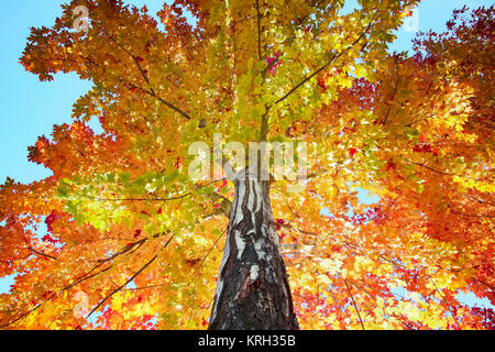 Colorful autumn leaves Stock Photo