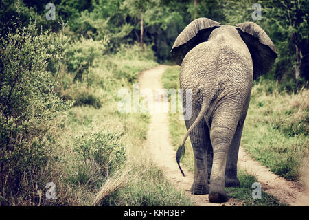 Elephant walking in the wild Stock Photo