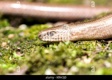 Slow worm (Anguis colchica) from Czech Republic. Stock Photo