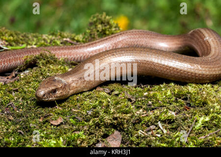 Slow worm (Anguis colchica) from Czech Republic. Stock Photo