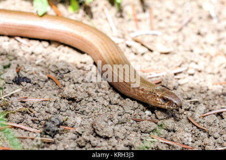 Slow worm (Anguis colchica) from Czech Republic. Stock Photo