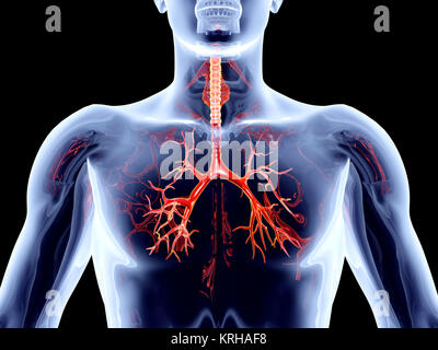 Internal Organs - Bronchial Arteries Stock Photo