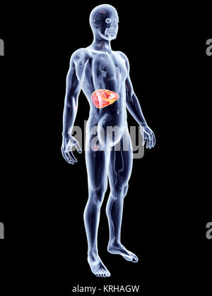 3d rendered illustration of the liver Stock Photo - Alamy