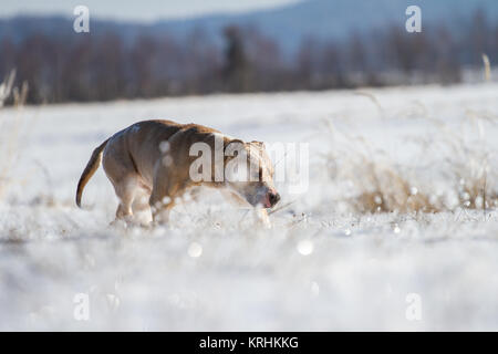 American Pit Bull Terrier male dog (Canis lupus familiaris) running on a meadow in the snow Stock Photo