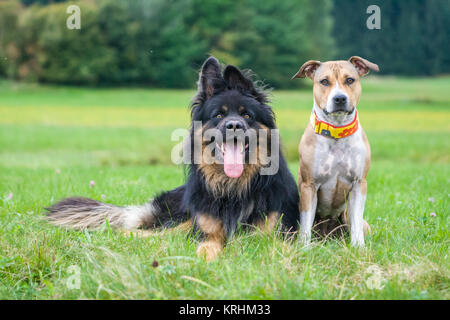 Dog friends - German Shepherd dog and American Staffordshire Terrier Stock Photo