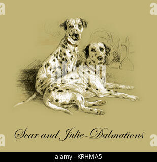 Scar and Julie - Dalmations Stock Photo