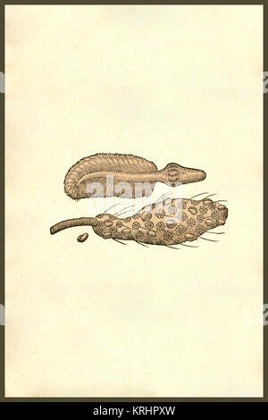 "Creatures! From the 1642 book Monstrorum Historia by Ulisse Aldrovandi ...
