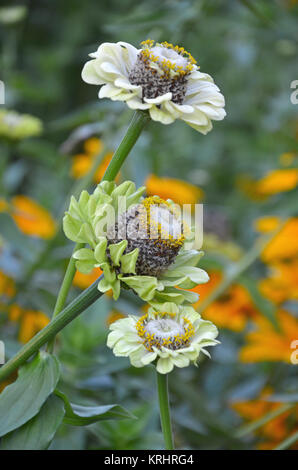 Beautiful green and white zinnia flowers in bloom Stock Photo