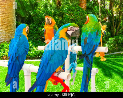 Colorful parrots macaws sitting on perch Stock Photo