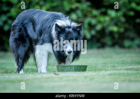 Starring black and white Border Collie. Stock Photo