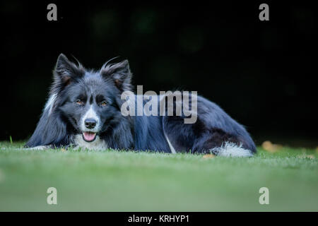 Starring black and white Border Collie. Stock Photo