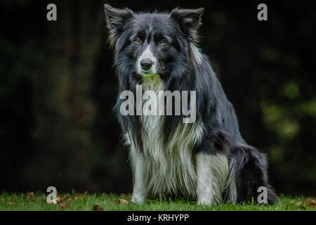 Starring black and white Border Collie. Stock Photo