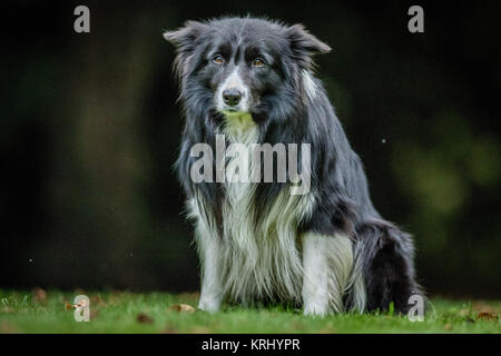 Starring black and white Border Collie. Stock Photo