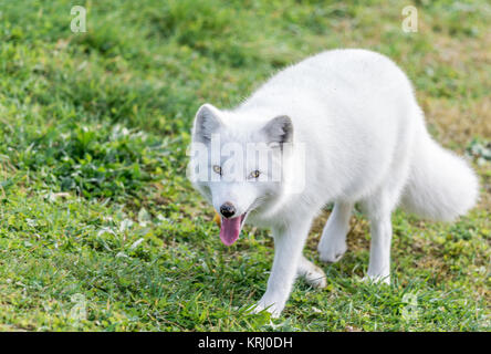 Out-Of-Breath Arctic Fox