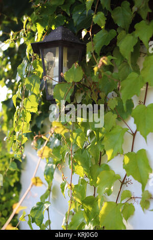 the wall of the house is overgrown with wild wine. Stock Photo