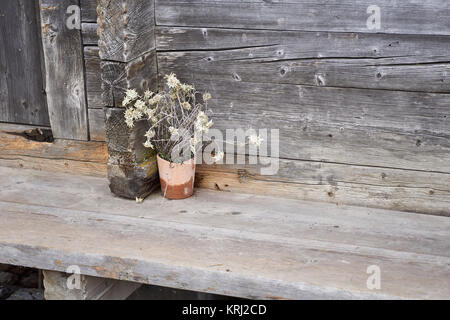 Edelweiss plant in front of an old Swiss wooden mountain chalet - near Grindelwald, Bernese Oberland, Switzerland Stock Photo