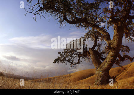 California Valley Oak and Dry, autumn Grass outside Walnut Creek, Cloudscape and Branch Detail Stock Photo