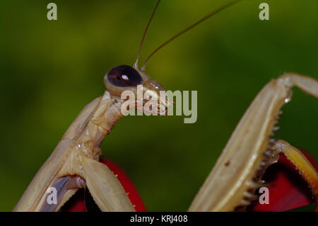 Tan European Mantis Insect, Mantis religiosa, in front of Green Blurry Background, Macro Close-up Stock Photo